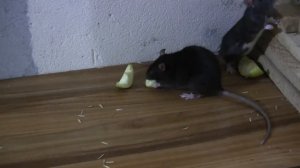 Rats eat apple