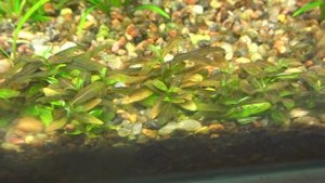 Стаурогин коричневый (Staurogyne sp  brown)