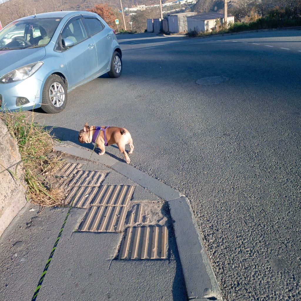 гуляем с булей ЧЕЕЕЕЕЕЕЕЕК