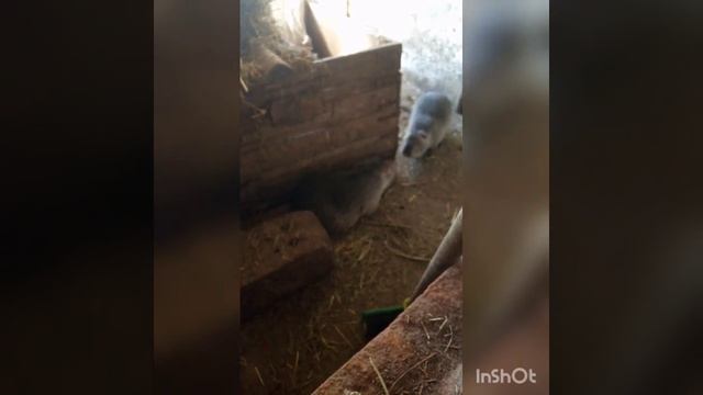 Суточные нутрии 1-й день