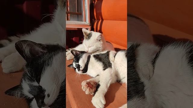 Кошачьи нежности или как коты принимают солнечные ванны