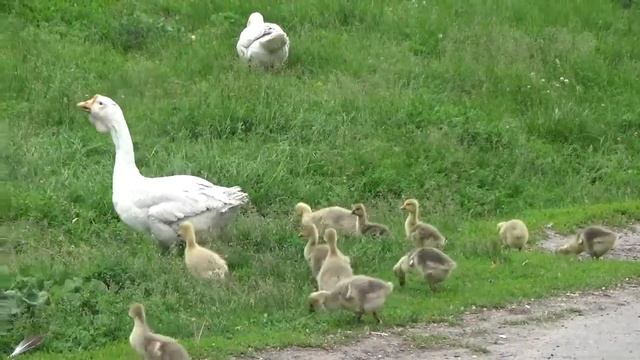 Домашний гусь гуси и дети смотреть онлайн