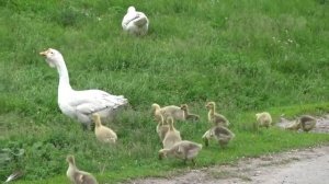 Домашний гусь гуси и дети