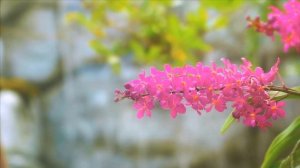 Красивая мелодия для расслабления, цветы, приятная природа, расслабляющая музыка