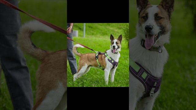 *ДОМА* В поиске дома и любящей семьи красавец Скай. 🏡 🐕