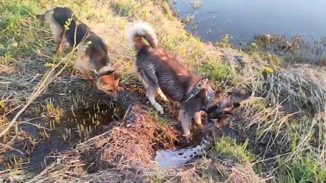 Ушли далеко по речке. Нагулялись на ура с Тайсоном | Шепски (метис хаски)