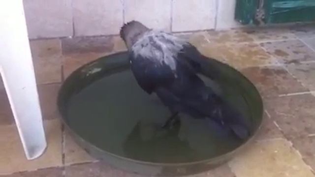 Ворона купается