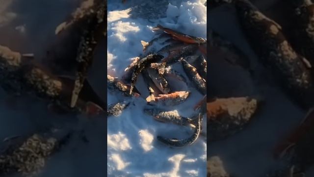 66 ГОЛЬЦОВ ЗА ОДНУ РЫБАЛКУ#клеваянорвегия #зимняярыбалка #рыбалка