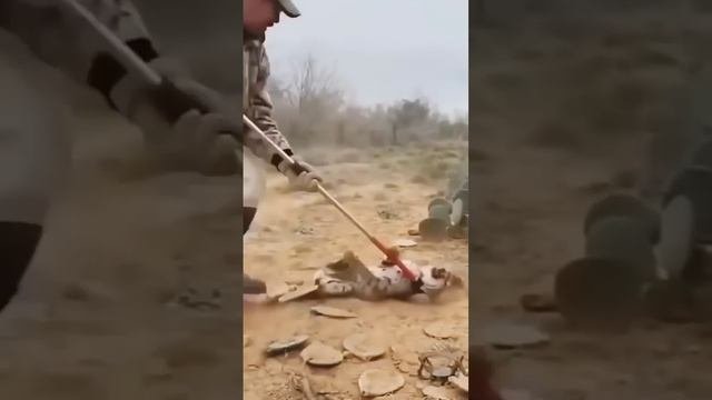 Спас