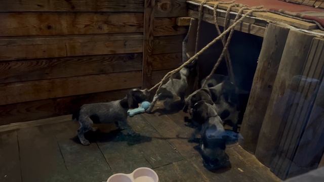 Щенки