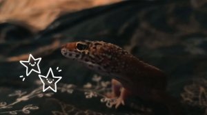 Вечер из жизни эушки Рокки✨