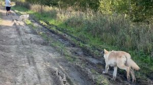 Прогулка с волками ‼️ дикий кабан Майма разрешила себя погладить.