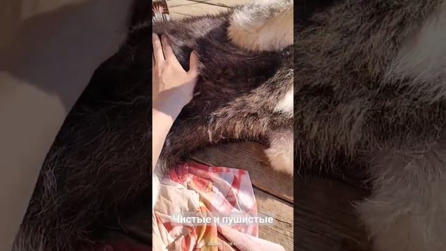 Чистые и пушистые | Шепски (метис хаски) #хаски #huskies #huskiesofficial #шепски #немецкаяовчарка