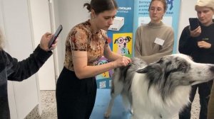 Неврологический осмотр собаки