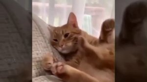Слишком недовольная лапка у кота