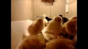 цып цып мои цыплятки