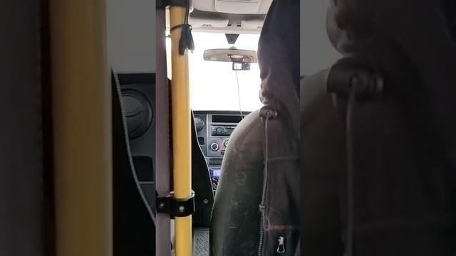 Тайсон устал #шепски #хаски #овчарка