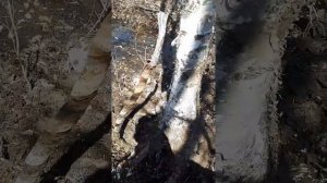 Нашел медный кабель в лесу)история