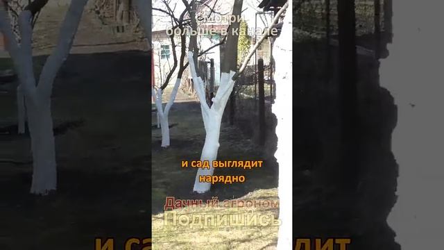 Побелка сада ГЛУПОСТЬ?! Эксперт поясняет