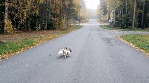 Охота