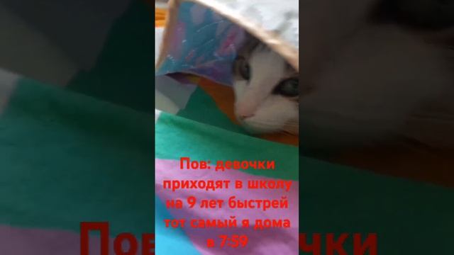 #видеомем #жиза #пжврек
