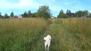 Гуляем с Бэлой летом в деревне, начало августа.