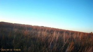 охота на полевую с собаками