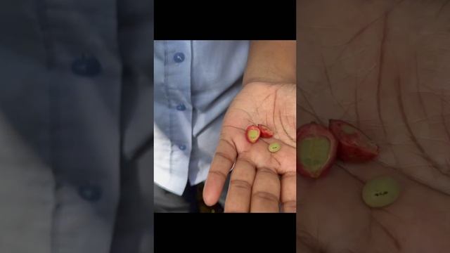 Женский и мужской кофе в Индии