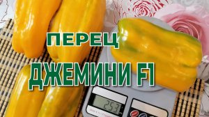 РАННЕСПЕЛЫЙ СЛАДКИЙ ПЕРЕЦ ДЖЕМИНИ F1. Мой урожай.