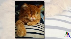 Котик ПОПАЛ под МАШИНУ и пролежал на улице несколько суток, но случилось чудо…