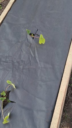 🍓 Агроткань для клубники