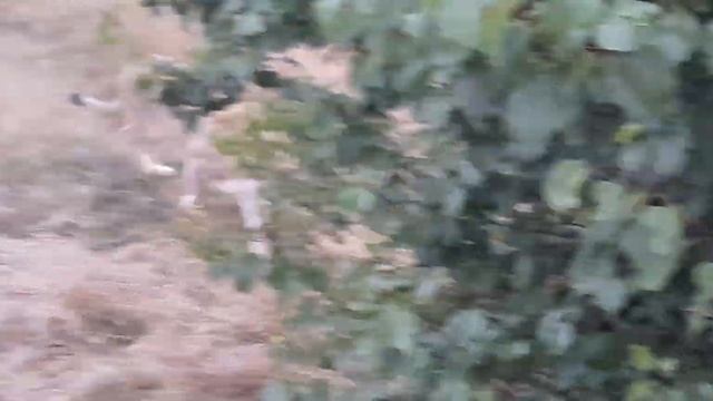 Чук, Джуна и Алиса ранним утром. смотреть онлайн