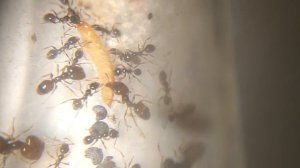 Блог #1. Pheidole pallidula, солдаты