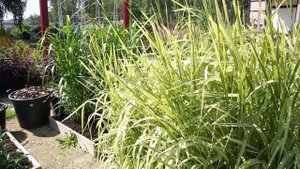 Экскурсия по садовому центру: что такое шоу-сад?