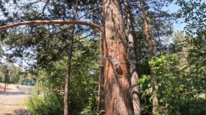 БЕЛКА В ПАРКЕ