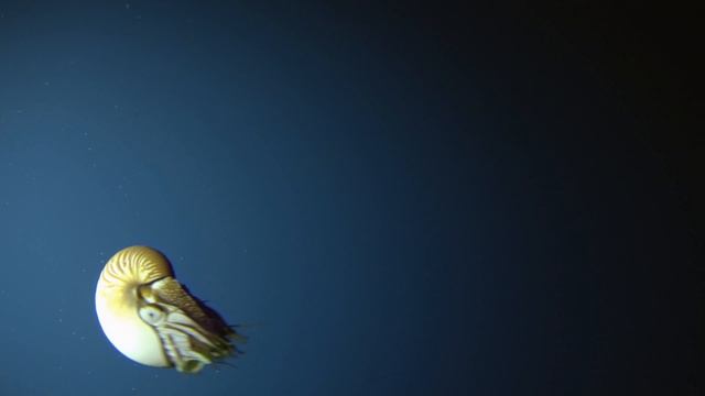 Затерянный мир Тихого океана смотреть онлайн