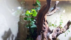 ТЕРРАРИУМ С ЛЯГУШКАМИ ЧЕРЕЗ МЕСЯЦ