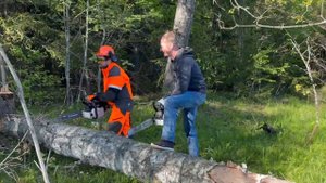 Сравниваем бензопилы и как всегда приключения