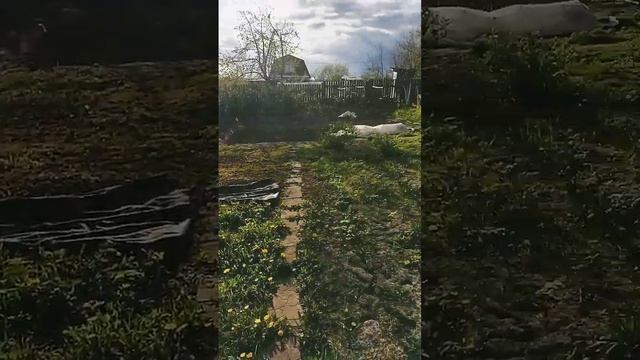 сад огород