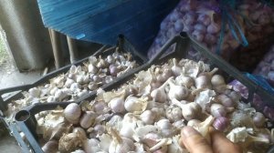 Калибровка чеснока. Модернизация калибровочного стола.