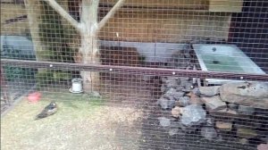 2020_07_05_Увильды_павлины