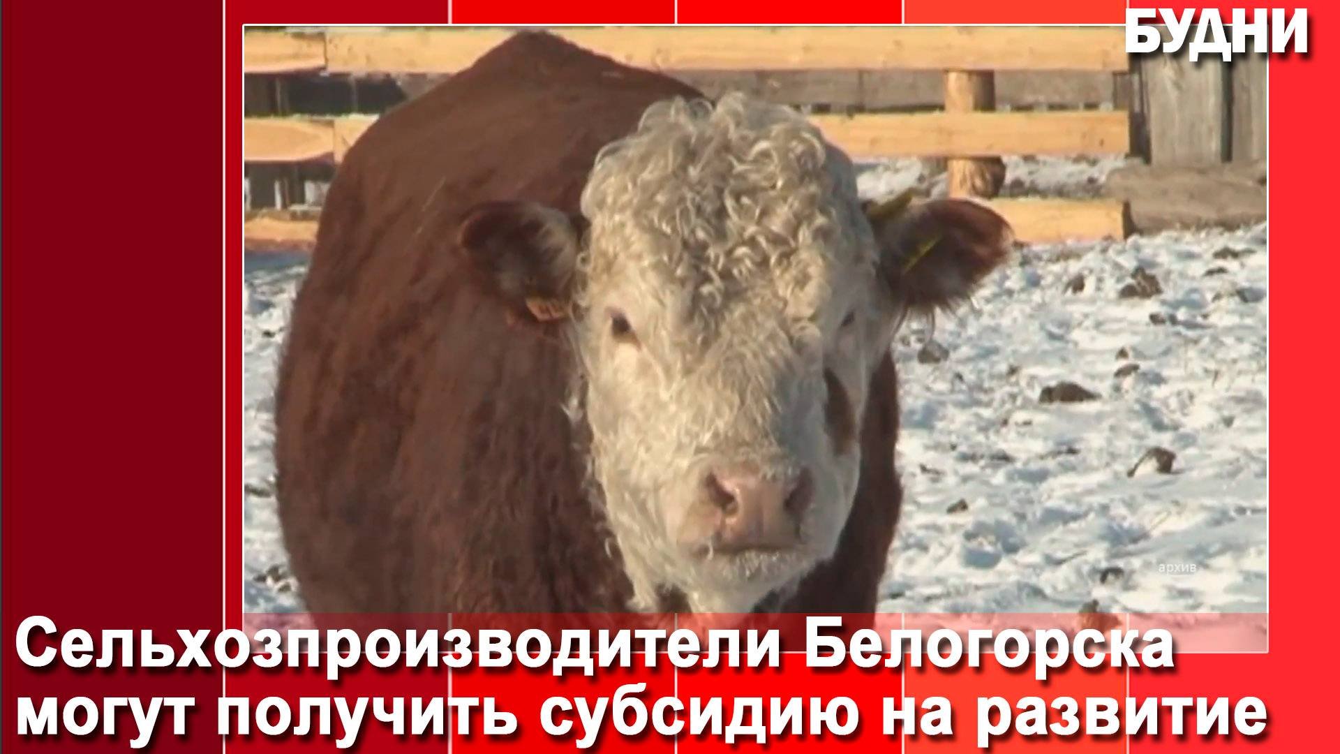 Сельхозпроизводители Белогорска могут получить «Агростартап»