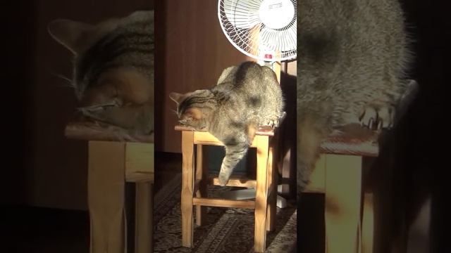 Funny cats |Barsik on a stool| #cats #shorts