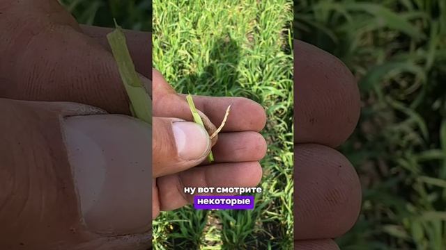 Морозы убили колос! Зерновые падение урожая 2024!