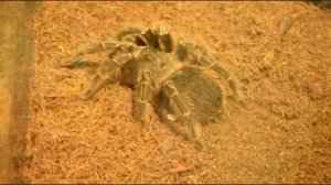 Lasiodora parahybana вид паук-птицеед