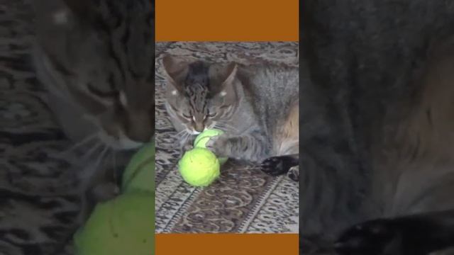 Funny cats |Barsik is biting a tennis ball| #cats #shorts