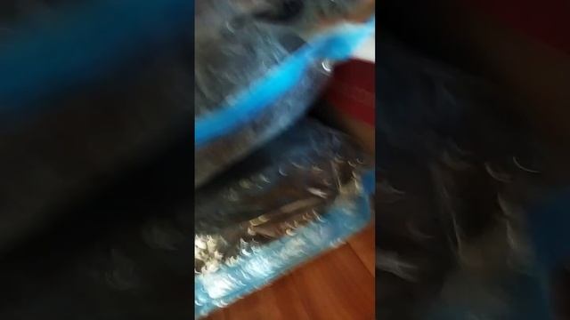 кошка и не вылезший эксперимент