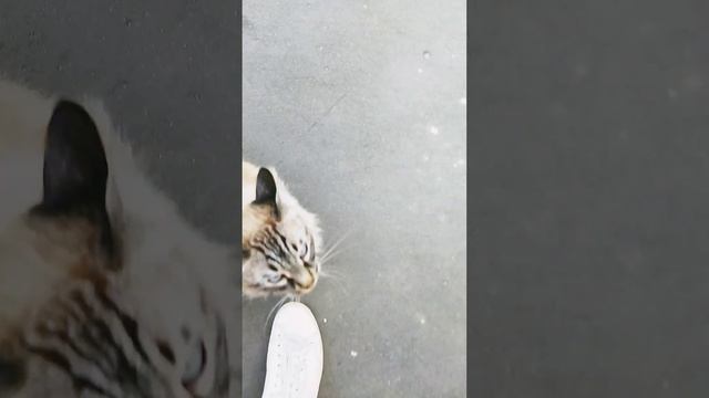 чей-то кошара