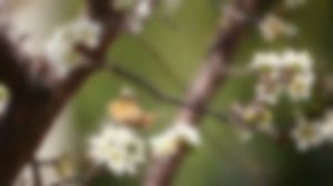 "Хьэнифэ и гъыбзэ" - Зарамук Кардангушев - старинная адыгская песня-плач