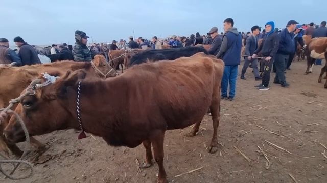 9-АПРЕЛЬ 2023/ХОЖЕЛИ МАЛ БАЗАРЫ/СКОТНЫЙ РЫНОК/BUQALAR/BIG BULLS IN THE WORLD/BIG COW/РЕКОРД БЫК